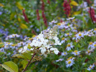 2015-10-26 Gartenimpressionen 1.jpg