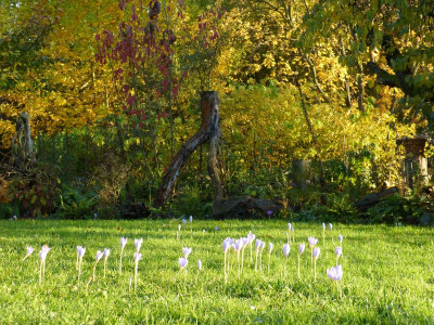 2015-10-26 Gartenimpressionen 3.jpg