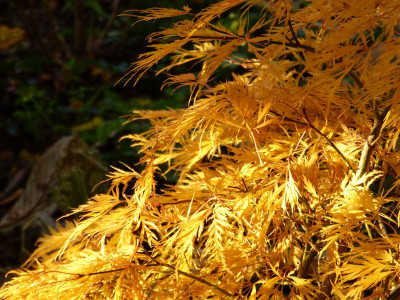 2015-10-26 Gartenimpressionen 6.jpg