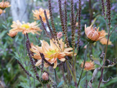 2015-10-26 Gartenimpressionen 7.jpg