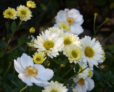 2015-10-26 Gartenimpressionen 2.jpg