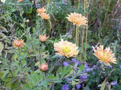 2015-10-26 Chrysanthemum 'Kleiner Bernstein'.jpg