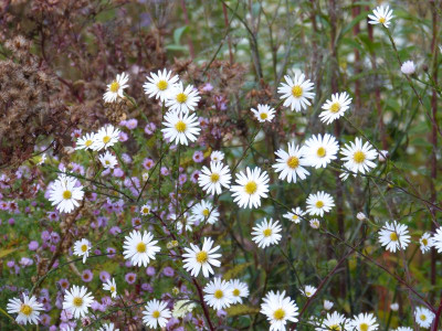 2015-10-26 Aster 'Herbstmorgen'.jpg