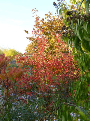 2015-10-26 Amelanchier.jpg