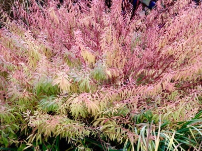 W 01 Euphorbia palustris 'Weihenstephan'.jpg
