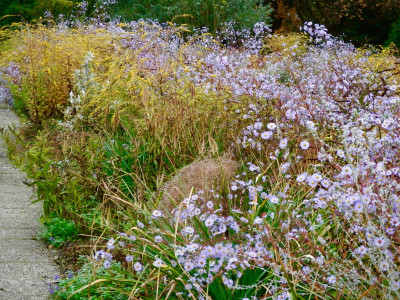 W 02 Aster laevis mit Solidago rigida.jpg