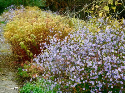 W 03 Ater laevis mit Euphorbia.jpg