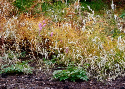W 06 Sanguisorba-Reste.jpg