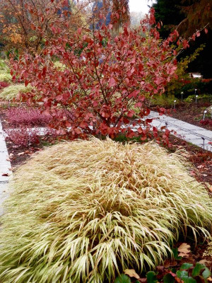 W 07 Hakonechloa macra mit Hamamelis.jpg