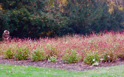 W 08 Persicaria-Sichtung.jpg