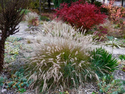 W 09 Pennisetum orientale mit Berberis (1).jpg