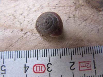 Neu Hschnecke 1.jpg