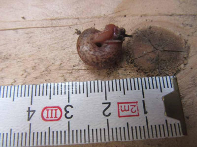 Neu Hschnecke 3.jpg