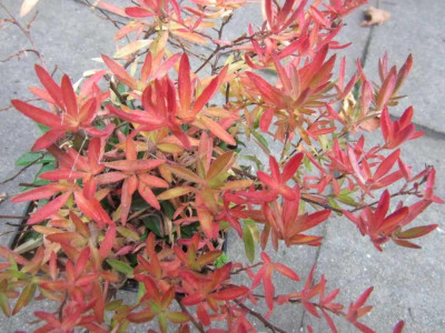 oenothera Gold Crick.jpg