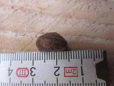 Neu Hschnecke 2.jpg