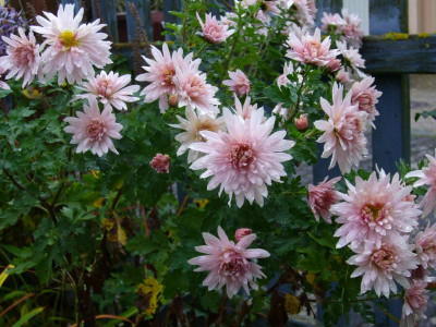 Chrysanthemum-Sämling.13-2.jpg
