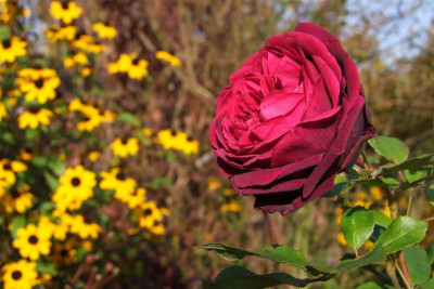 2015_1027EndeOktober0004.jpg