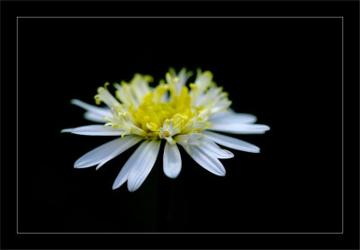Chrysantheme_1_13-08-2006.jpg
