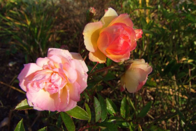 2015_1027EndeOktober0043.jpg