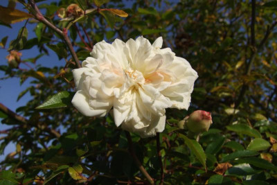 2015_1027EndeOktober0048.jpg