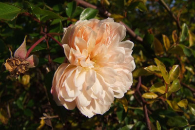 2015_1027EndeOktober0050.jpg