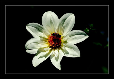 Dahlia_1_13-08-2006.jpg