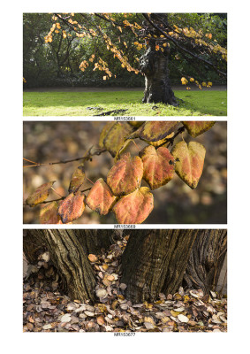 Herbstcollage.jpg