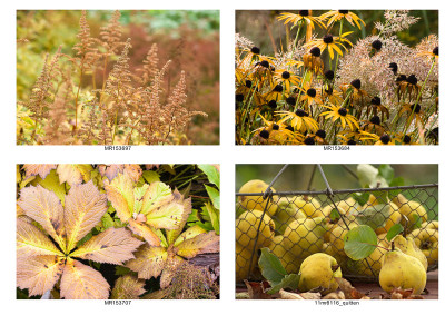 herbstcollage_2.jpg