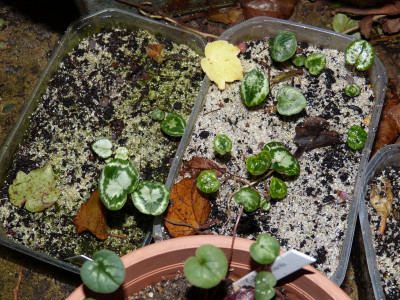 2015-10-26 Cyclamen 2.jpg