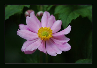 Anemone_2_13-08-2006.jpg