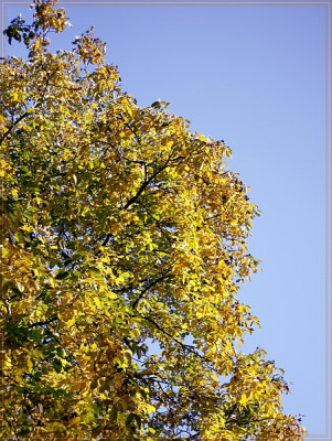 Walnusshimmel-600px.jpg