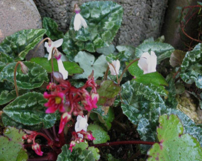 'Schöne Mädchen'  ...  27.10.15 015.jpg