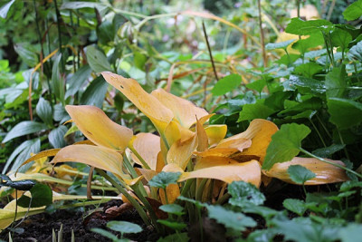 hosta blaue venus okt15.JPG