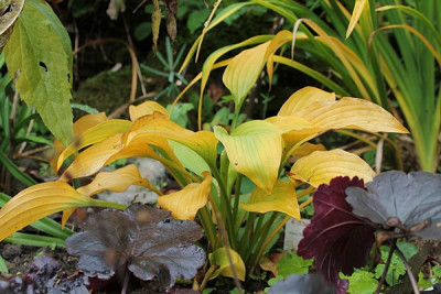 hosta blaugold okt15.JPG
