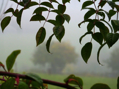 nebel.jpg
