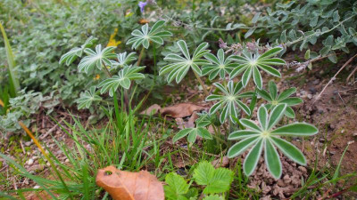 Lupinus pilosus.JPG