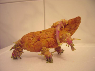 PICT0810.JPG