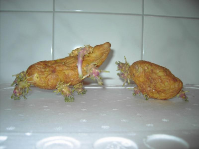 PICT0808.JPG