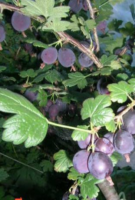 Schwarze_Honigbeere__Ribes_divarnicatum__a.jpg