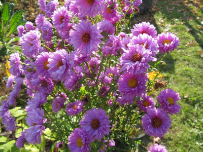 Aster n_b 151027.jpg