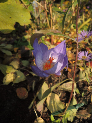 C.serotinus ssp Salzmannii.JPG