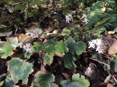 Saxifraga 15.JPG
