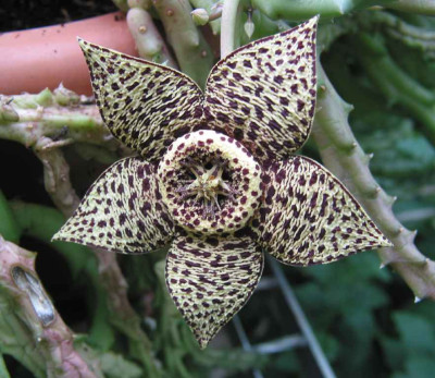 STAPELIA_MI_1608_I.jpg