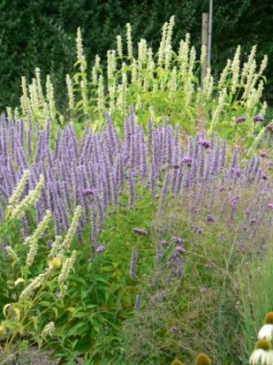 agastache.JPG