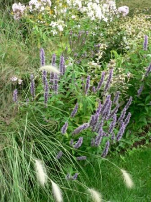 agastache2.JPG