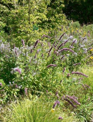 agastache3.JPG