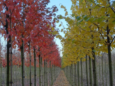 Herbst 2015.jpg