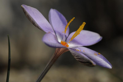 Crocus cambessedesii 20151012 (1).jpg