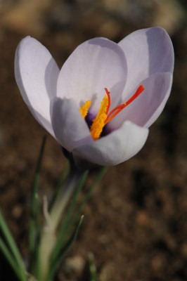 Crocus mathewii ex Baba Dag 201201 20151012.jpg