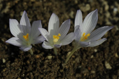 Crocus gilanicus 201012 20151024.jpg
